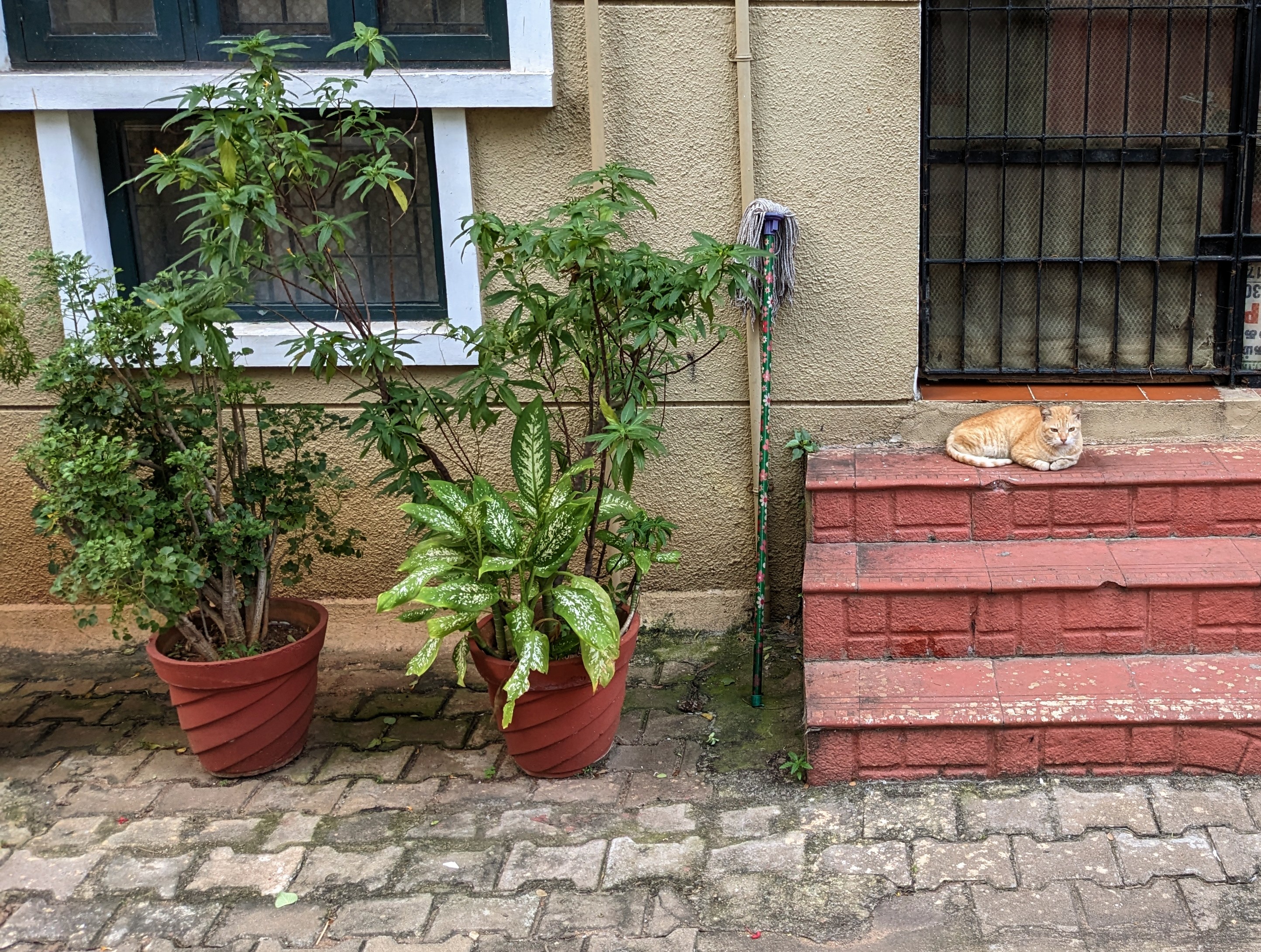 an orange stray cat sitting on a doorstep in an indian block of flats next to two potted plants